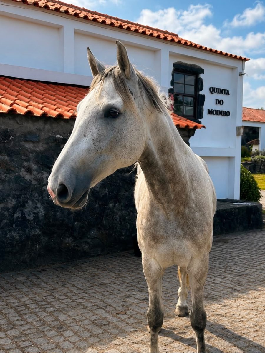 quirubin